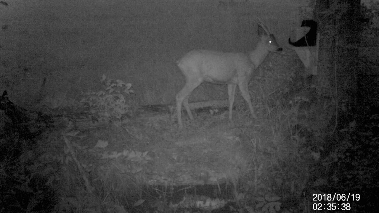 Sweden Roe Swedish Roe deer - YouTube
