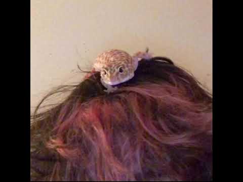 فري مايك حرق جميع ويفات الذليل ري فن