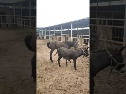 Wild Horse Mare