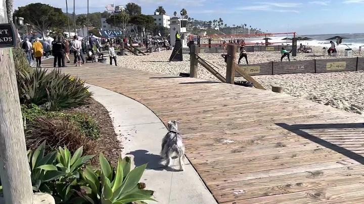 Laguna beach in Autumn - Ginger the miniature schn...