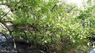 Api-Api Avicennia Marina White Mangrove Verbenaceae