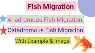 Fish Migration || Anadromous Fish Migration || Catadromous fish Migration || Examples || Images||