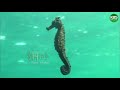 kbs 걸작다큐멘터리 해마(sea horse)