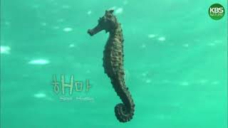 kbs 걸작다큐멘터리 해마(sea horse)