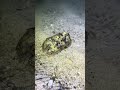 Ritz Carlton Turtle Bay Oahu Activities: Night Snorkeling