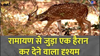Drishyam: जंगल में दिखाई देता 'सुनहरा हिरन' कौन है? | Ramayana | Shri Ram
