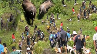 Seru Banget‼️RiBUAN ORANG BERKUMPUL SAAT ACARA  BERBURU BABI HUTAN DI MARABAU ||PADANG PARIAMAN