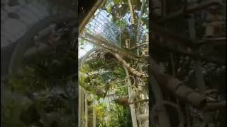 Jardin des Serres d'Auteuil Paris 🇫🇷🌿🌵#shortvideo#food#trendingshorts#minivlog#trendingnews