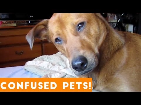 funniest-confused-pets-compilation-2018-|-funny-pet-videos