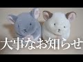 【チンチラ】大事なお知らせ