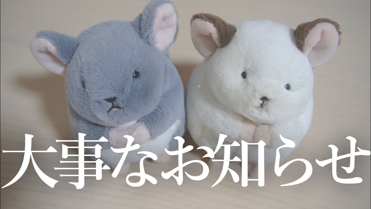Chinchilla] Important Notice - YouTube