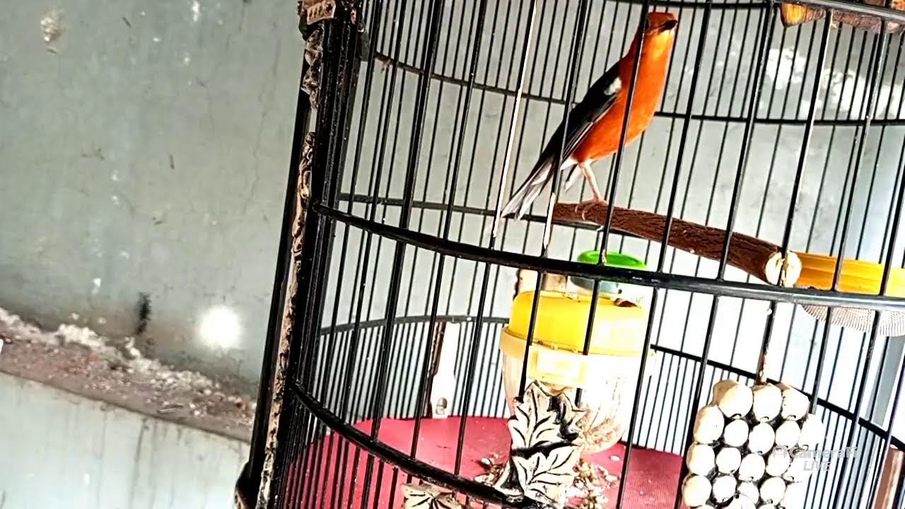 Ahirnya Bunyi Juga ANIS MERAH Gacor Pancingan Birahi & EMosi Burung || Kicau Memanggil Lawan