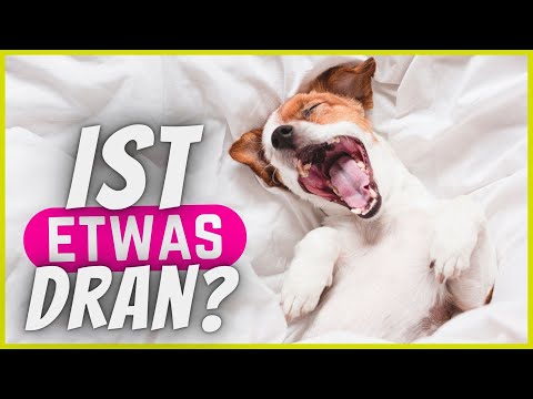Video: 5 Gründe, warum es fantastisch ist, sein Bett mit seinem Hund zu teilen