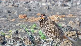 Yellow Necked Spurfowl | Ranger Insights by Explore Africa 657 views 1 year ago 1 minute, 1 second