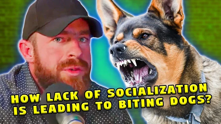 The Covid Puppy Problem: How Lack of Socialization is Leading to Biting Dogs