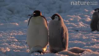 Emperor penguin chick begging for food from parent, Adelie Land, Antarctica
