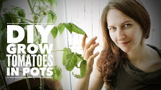 Tomatoes: Growing Indoor Tomatoes Year Round - on How to Grow a Garden with Scarlett