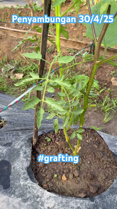 Tomat sambung terong. Tomato grafting eggplant #grafting #gardening #solanum #garden #reels