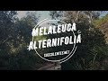 Melaleuca alternifolia  floraison de larbre  th ou tea tree