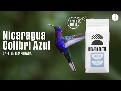 ☕ Café de Temporada: Colibrí Azul de la Cooperativa Aldea Global en Nicaragua