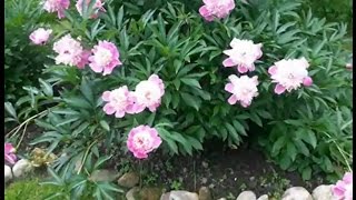 Шикарные цветы - пионы Шикарные цветы - пионы