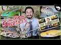 Top 5 UNCOMMON Reptiles For Beginners