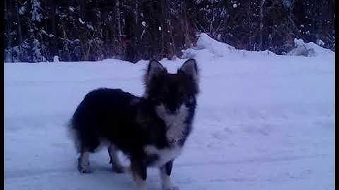 Поступление фотографий и видео в рубрику "Мобильный репортер".