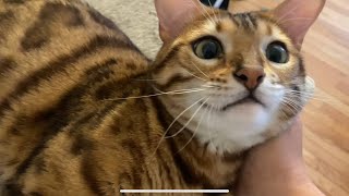 Henry says ‘hi’ to Johnny DEPP and Amber Heard by Henry the Bengal 5,105 views 1 year ago 1 minute, 21 seconds