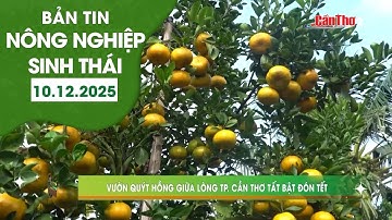 Vườn quýt hồng giữa lòng TP.Cần Thơ tất bật đón Tết | NNST 10.12.2025