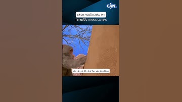 CÁCH NGƯỜI CHÂU PHI TÌM NƯỚC TRONG SA MẠC #xuhuong #shorts #viral #khampha #kienthuc #suthat