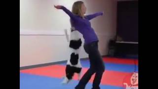 FANTASTICO!! PERRO INCREIBLE HACE PIRUETAS CON SU DUEÑA/2017