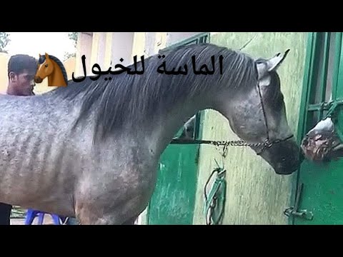 فيديو: سلالة الحصان فريدريكسبورج هيبوالرجينيك ، الصحة والحياة