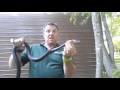 Download Identifying Non Venomous Snakes - Summit Environmental Solutions Identifying Non Venomous Snakes - Summit Environmental Solutions