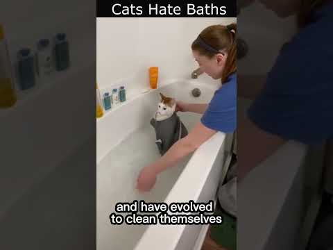 Video: Er bad traumatiserende for katter?