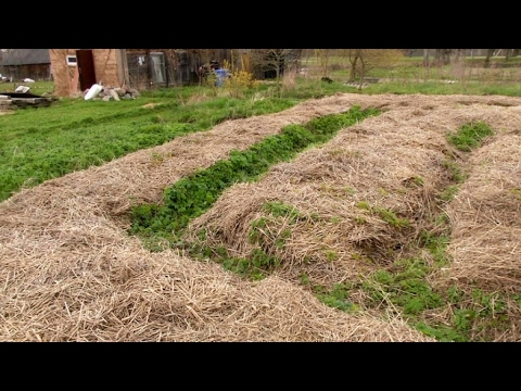 Video: Informacija, kada sodinti savo daržovių sodą