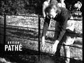 British Pathé Sealyham Terriers の動画、YouTube動画。