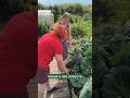 Какая у вас шикарная капуста мульчирование огород природноеземледелие Какая у вас шикарная капуста мульчирование огород природноеземледелие