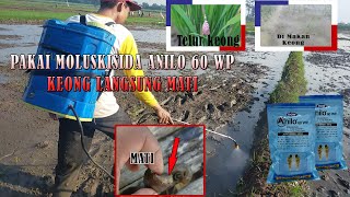 Pakai Anilo 60Wp Keong Langsung Mati