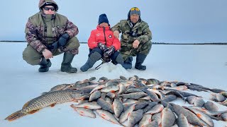 Весенний жор окуня. Ловим окуня на силикон и мормышку со льда в мае.