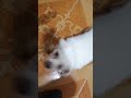Doggy chasing its tail