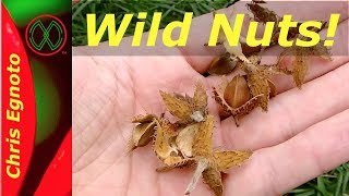 Foraging Wild Beechnuts -The edible treat from beech trees