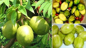 Lợi ích sức khỏe của quả cóc