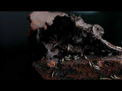 Hidden Video: The Termites of the Palace of Mounds - Hidden Video: The Termites of the Palace of Mounds