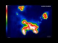 Fruit bats in roof of Kitum Cave, Kenya, revealed by thermal camera; spider lives in crystal palace!