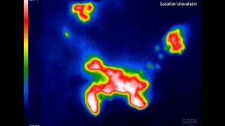 Fruit bats in roof of Kitum Cave, Kenya, revealed by thermal camera; spider lives in crystal palace!