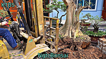 Phôi sung khủng, đổi chủ cho phôi "cây sung khủng" từ Hà Nội về Hải Dương || Ngtcbonsai || KTBS