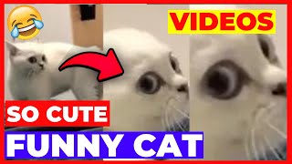 Try not to laugh OMG, So Cute Cats ♥ ️Best Funny Cat Videos 2021 by Jhon Pets Tv 65 views 2 years ago 9 minutes, 4 seconds