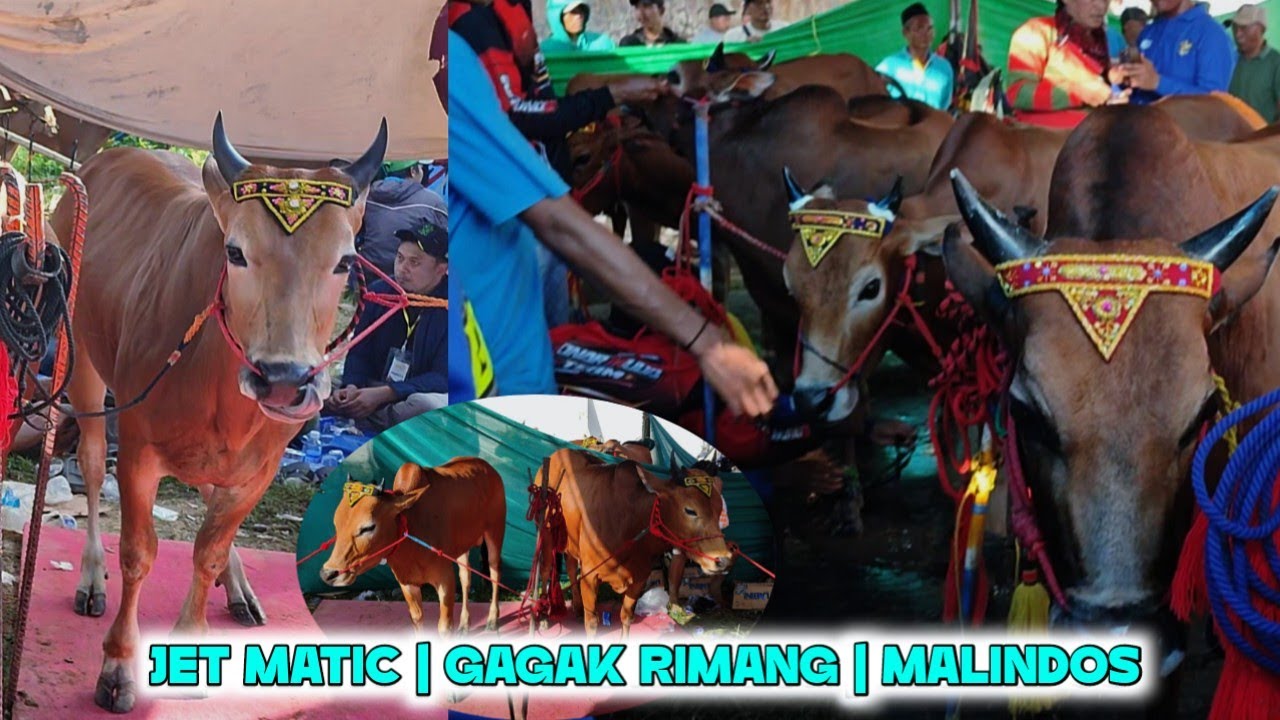 Team papan Atas yang Masuk Final HUT DRT 2025