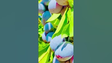Thumbnail of #beautiful_nature #nature #plum #tree
