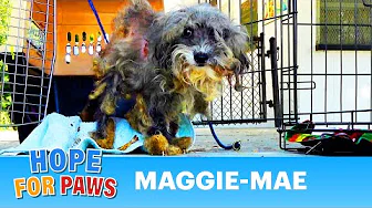 Homeless dog was in terrible condition that even coyotes refused to eat her. 😱